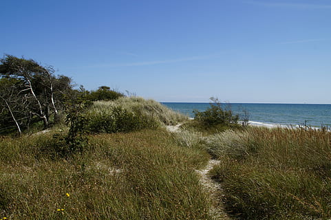 Dune, Landscape, Grasses, Sea, dune landscape, ocean, baltic sea, lake, summer, nature, sand, fouling, holiday, beach, north sea, sandy, dune vegetation, silent, coast, rest, by the sea, nature reserve, empty, sky, quiet, sand dunes, horizon, flora, vegetation, path, sweden, marram grass, grass, horizon over water, water, plant, land, scenics - nature, beauty in nature, no people, tranquility, tranquil scene, coastline, clear sky, outdoors, timothy grass, 5K, CC0, public domain, royalty free