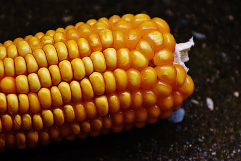 corn, corn on the cob, corn kernels, vegetables, food, nature, vegetable mais, food and drink, vegetable, healthy eating, sweetcorn, freshness, wellbeing, yellow, close-up, no people, agriculture, outdoors, crop, raw food, corn - crop, preparation, snack, 5K, CC0, public domain, royalty free