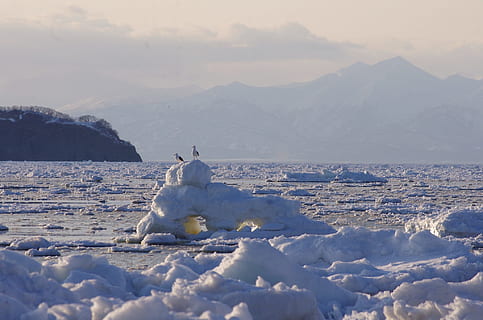 ocean, strand, kyst, kappe, bjerge, klipper, marinemaleri, hav, surf, havkyst, natur, rejse, sand, is, isbjerg, fugle, måger, solnedgang, bjerg, kold temperatur, sne, himmel, vinter, scenics - natur, vand, skønhed i naturen, ro, rolig scene, hvid farve, ikke-urbane scene, dag, bjergkæde, ingen mennesker, udendørs, 1080P, CC0, offentligt domæne, royaltyfrie