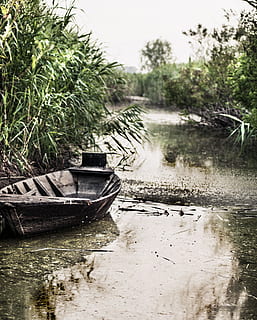 Boot, schweben, Wanne, Fluss, Grün, Sumpf, Holz, Natur, Pflanze, Wasser, Baum, Reflexion, Tag, keine Leute, draußen, Wachstum, Ruhe, Transport, Wasserfahrzeug, Ufergegend, nass, Schönheit in der Natur, verlassen, ruhige Szene, 1080P, CC0, gemeinfrei, lizenzfrei