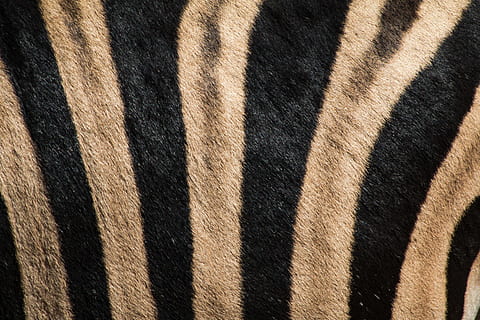 schwarz, braun, Fleecedecke mit Tiger-Print, Weiß, Streifentuch, Streifen, Stoff, Zebra, gestreift, Tier, Muster, schwarze Farbe, Tierwelt, Safaritiere, Afrika, Zebradruck, Natur, Säugetier, Hintergründe, Nahansicht, Tiere in freier Wildbahn, Tierhaut, Pelz, abstrakt, texturiert, Vollbild, Tierthemen, ein Tier, keine Leute, Wirbeltier, Tierkörperteil, Haustiere, natürliches Muster, draußen, pflanzenfressend, Struktureffekt, 5K, CC0, gemeinfrei, lizenzfrei