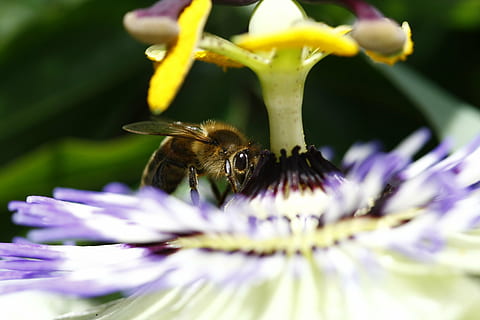 bi, Polin, blomst, blomstrende plante, dyr, hvirvelløse, insekt, dyre temaer, et dyr, skønhed i naturen, skrøbelighed, kronblad, sårbarhed, plante, dyreliv, friskhed, blomsterhoved, dyr i naturen, vækst, tæt på, bestøvning, lilla, ingen mennesker, pollen, humlebi, udendørs, forår, 4K, CC0, offentligt domæne, royaltyfrie