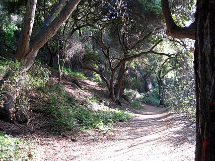al aire libre, cañón de Marshall, camino, bosque, paisaje, naturaleza, California, sendero, árbol, planta, tranquilidad, belleza en la naturaleza, nadie, el camino a seguir, crecimiento, el maletero, dirección, tronco de arbol, tierra, día, escena tranquila, escena no urbana, paisajes - naturaleza, la carretera, 2K, CC0, dominio público, libre de derechos