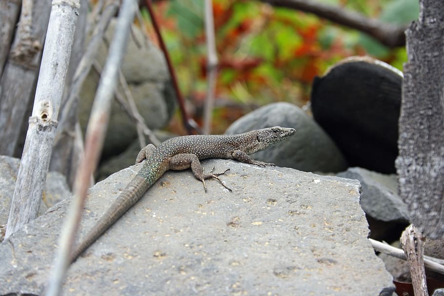 llangardaix, madeira, naturalesa, temes d'animals, animal, fauna animal, animals a la natura, rèptil, un animal, vertebrats, sòlid, rock, cap gent, rock - object, dia, a l'aire lliure, arbre, primer pla, iguana, part de la planta, centrar-se en primer pla, escala d’animals, 4K