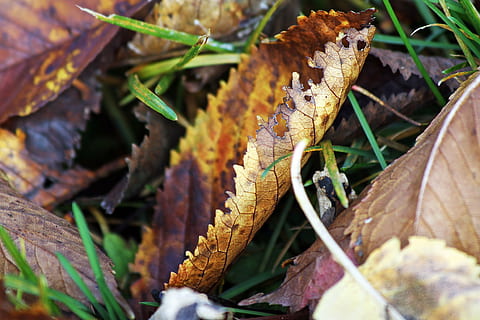 hoja, suelo, caído, de colores, animales en la naturaleza, fauna animal, temas de animales, un animal, naturaleza, animal, de cerca, parte de la planta, nadie, día, planta, reptil, enfoque selectivo, invertebrado, insecto, al aire libre, centrarse en primer plano, vertebrado, belleza en la naturaleza, cambio, hojas, 2K, CC0, dominio público, libre de derechos