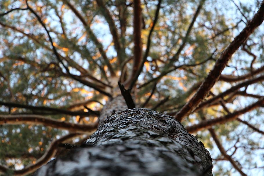 baix, fotografia d'angle, arbres, durant el dia, escorça, branques, naturalesa, arbre, planta, tronc de l'arbre, tronc, vista d’angle baix, creixement, branca, cap gent, dia, a l'aire lliure, enfocament selectiu, tranquil·litat, centrar-se en primer pla, textura, primer pla, bellesa a la natura, cel, bosc, terra, copa de l'arbre, directament a sota, 5K