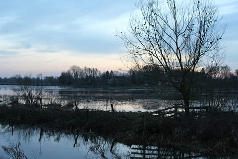 nu, arbre, entourer, eau, large, la photographie, milieu, Lac, bleu, ciel, des nuages, des arbres, la nature, les plantes, réflexion, arbre nu, tranquillité, scène tranquille, en plein air, plante, paysages - nature, beauté dans la nature, personne, nuage - ciel, scène non urbaine, environnement, paysage, croissance, marais, 5K, CC0, domaine public, libre de droits