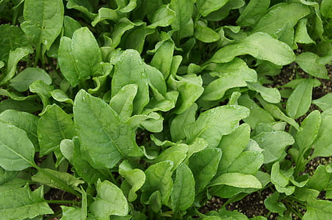 fotografie aproape, verde, plante de frunze, spanac, legume, vegetal, Culoarea verde, frunze, parte a plantelor, mancare si bautura, prospeţime, creştere, cadru complet, alimente, mâncat sănătos, plantă, fundaluri, bunăstare, nici o persoana, natură, a închide, zi, frumusețe în natură, camp, vedere în unghi mare, în aer liber, 4K, CC0, domeniu public, fără drepturi de autor