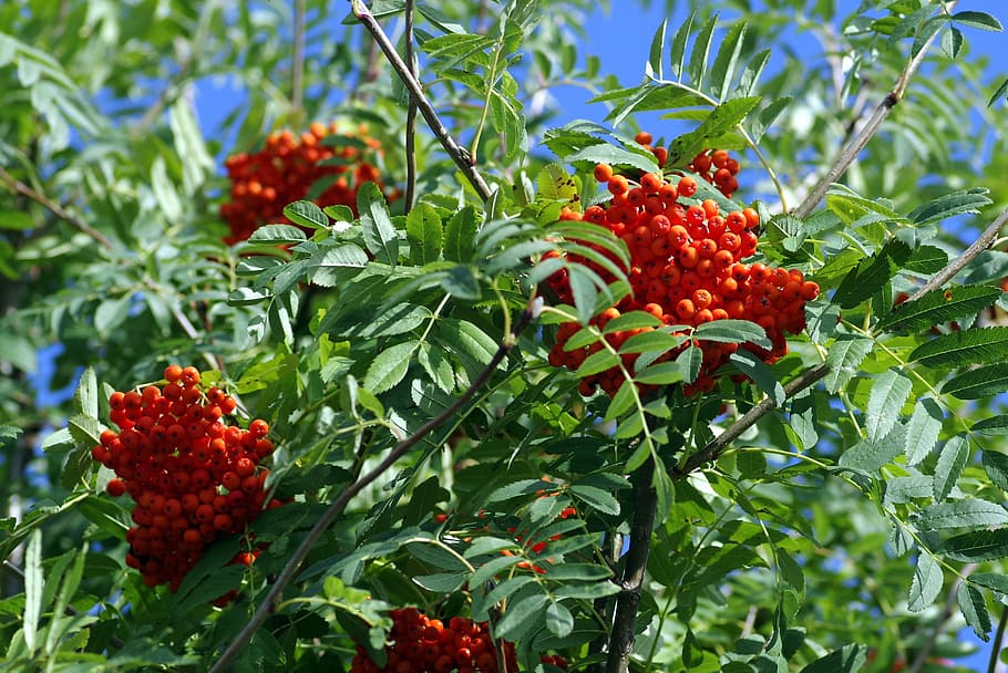 Eberesche, Buchse, Baum, Geäst, Obst, rot, Beeren, Bälle, Natur, Grün, Pflanze, Laub, Zweig, Essen und Trinken, Lebensmittel, Wachstum, gesundes Essen, Pflanzenteil, Blatt, Frische, Beerenfrucht, grüne Farbe, keine Leute, Schönheit in der Natur, Wohlbefinden, Tag, reif, Erdbeere, Vogelbeere, 4K