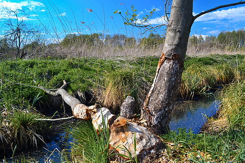 paesaggio, cielo, foreste, primavera, natura, verde, albero, fiume, tronchi d'albero, il ruscello, Konar, abbattere un albero, pianta, acqua, la tranquillità, terra, giorno, scena tranquilla, nessuno, bellezza nella natura, crescita, tronco d'albero, tronco, scenics - natura, scena non urbana, foresta, erba, pianta morta, Driftwood, acqua corrente, fluente, 4K, CC0, dominio pubblico, privo di copyright