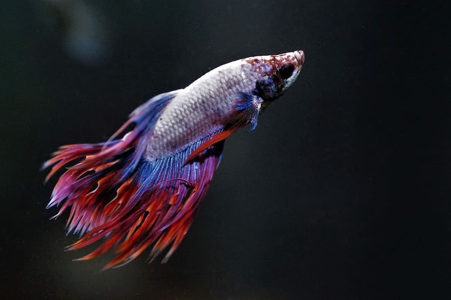 gris, vermell, peix betta, betta, peix, aquari, guerrer, asiàtic, l'exòtic, de colors, vels, bonic, temes d'animals, animal, un animal, vertebrats, fauna animal, fons negre, animals a la natura, aigua, a l'interior, tir de l'estudi, cap gent, mar, nedar, naturalesa, sota l'aigua, part del cos dels animals, primer pla, vista lateral, marí, vista del perfil, aleta de cua, 5K