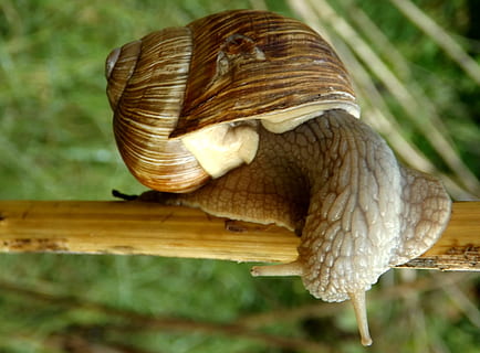 cargol, casey, shell, banyes, temes d'animals, closca d’animals, un animal, animals a la natura, gasteròpode, primer pla, animal, fauna animal, invertebrat, cap gent, mol·lusc, vegetals, bolets, fong, centrar-se en primer pla, planta, naturalesa, dia, bellesa a la natura, 2K, CC0, domini públic, lliure de regalies