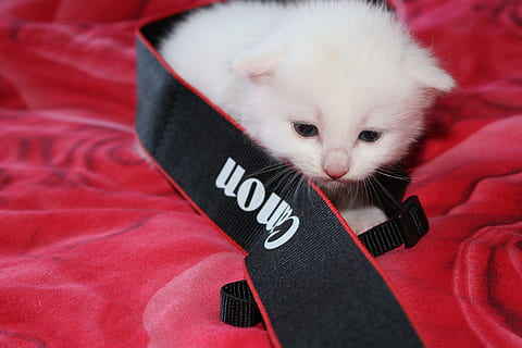 kat, hvid, hver, indenlandske, kæledyr, pattedyr, dyr, dyre temaer, husdyr, et dyr, indenlandske kat, feline, rød, hvirveldyr, ungt dyr, tekstil, ingen mennesker, nuttet, killing, hvid farve, tøj, lempelse, bakkenbart, dyr hoved, 4K, CC0, offentligt domæne, royaltyfrie