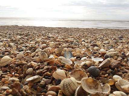 Muscheln, Strand, Meeresmuschel, Küste, Meer, Kieselstein, Horizont über Wasser, Natur, Tag, Wasser, Land, Schönheit in der Natur, Rock, Stein, ruhige Szene, Szenen - Natur, solide, Ruhe, Horizont, Stein - Objekt, keine Leute, große gruppe von gegenständen, draußen, Oberflächenniveau, 4K, CC0, gemeinfrei, lizenzfrei