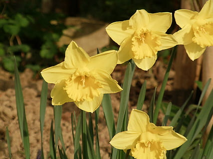 osterglocken, แดฟโฟดิ, ฤดูใบไม้ผลิ, สีเหลือง, ดอกไม้, ดอกแดฟโฟดิล, ธรรมชาติ, ปลูก, ไม้ดอก, ความบอบบาง, ความอ่อนแอ, กลีบดอกไม้, ความงามในธรรมชาติ, ความสด, ใกล้ชิด, หัวดอกไม้, ช่อดอก, การเจริญเติบโต, มุ่งเน้นไปที่เบื้องหน้า, ไม่มีคน, วัน, ที่ดิน, กลางแจ้ง, เรณู, 2K, CC0, โดเมนสาธารณะ, ค่าลิขสิทธิ์ฟรี