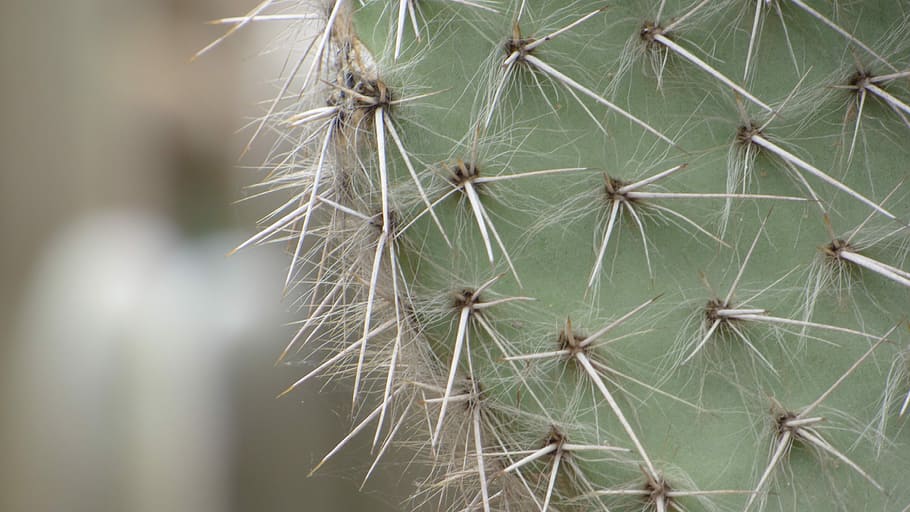 cactus, macro, fiore, botanica, aculei, natura, avvicinamento, ago - parte vegetale, spina, colore verde, pianta succulenta, pianta, spillo, nessuno, acuto, crescita, giorno, concentrarsi sulle conoscenze acquisite, bellezza nella natura, messa a fuoco selettiva, all'aperto, segnale di pericolo, fragilità, cartello, semi di dente di leone, spinoso, clima arido, 4K