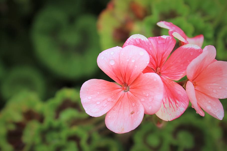 geranium, natură, floră, frumos, se încrunta, roz, inflori, floare, plantă, creştere, frumusețe în natură, petală, planta cu flori, fragilitate, vulnerabilitate, prospeţime, cap de floare, inflorescenţă, a închide, umed, apă, să se concentreze asupra primelor elemente, cădere brusca, culoarea roz, zi, nici o persoana, polen, în aer liber, ploaie, primăvară, picătură de ploaie, rouă, puritate, 5K