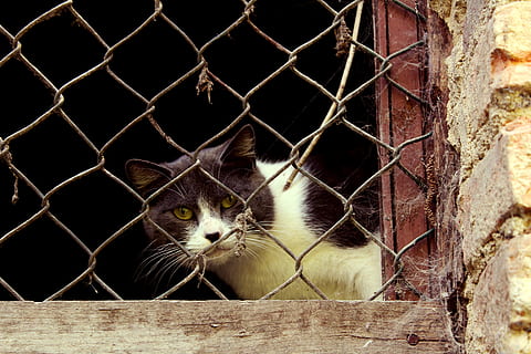 pisică, curios, fereastră, grații, felin, gri, aspectul felinar, fermă, bloc, animal de companie, uite, mamifer, animal, animale tematice, intern, animale de companie, animale domestice, animale vertebrate, un animal, pisica domestica, privind camera, gard, nici o persoana, portret, metal, barieră, zi, limite, lanț lanț, în aer liber, mustăţi, 5K, CC0, domeniu public, fără drepturi de autor