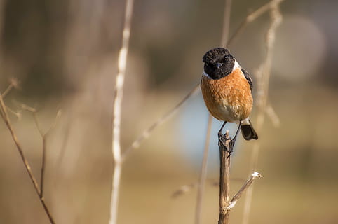 pták, ave, peří, zklamat, stonechat, ptáků, zvířat, křídla, strom, jednoho zvířete, zvířata ve volné přírodě, pěvec, nikdo, Příroda, prohlížení, den, zvíře, obratlovců, zaměřit se na popředí, detail, větev, venku, selektivní zaměření, rostlina, plná délka, krása v přírodě, 4K, CC0, veřejná doména, bez autorských práv