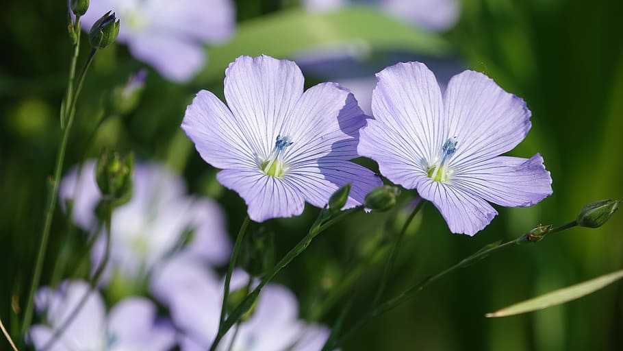 Fleur-de-Lin, Frühling, blühende Pflanze, Blume, Pflanze, Zerbrechlichkeit, Frische, Verletzlichkeit, Wachstum, Schönheit in der Natur, lila, Nahansicht, Blütenstand, Blütenblatt, Blütenkopf, Natur, Fokus auf den Vordergrund, Botanik, keine Leute, blühen, selektiver Fokus, draußen, Pollen, Weichheit, Blumenbeet, Iris - Pflanze, Gartenarbeit, 5K