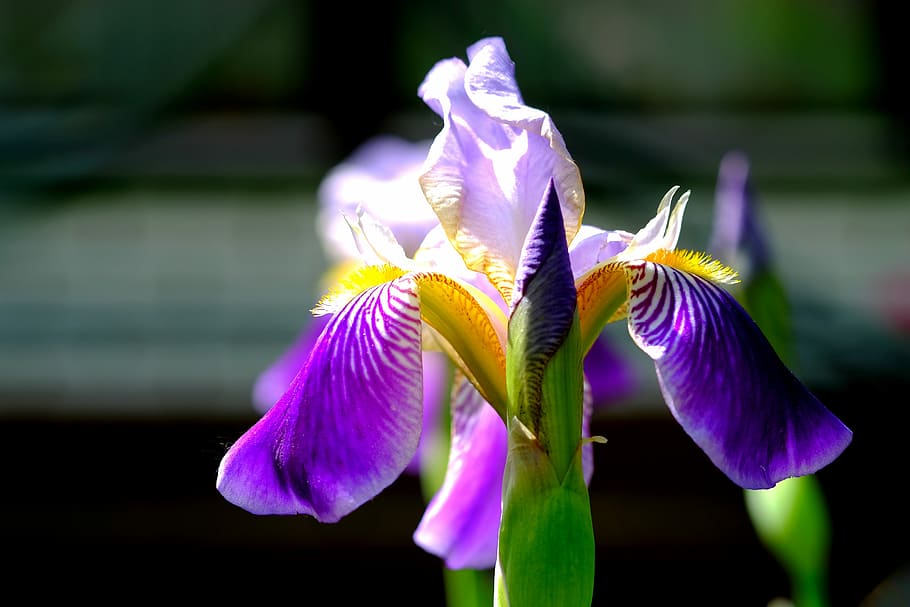 iris, flor, florir, blau, naturalesa, jardí, tancar, porpra, iris blau, primavera, esperança, bonic, flor de primavera, full, iridàcies, colorit, brillant, planta, planta amb flors, frescor, vulnerabilitat, fragilitat, pètal, primer pla, inflorescència, creixement, bellesa a la natura, cap de flor, iris - planta, centrar-se en primer pla, dia, pol·len, cap gent, a l'aire lliure, suavitat, 5K