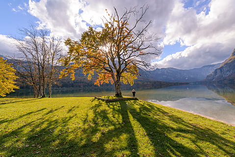 persona, in piedi, accanto, albero, solo, ombre, Waterside, nube, paesaggio, stagione, ambiente, campagna, solitario, scenario, cielo, nuvola - cielo, pianta, bellezza nella natura, scena tranquilla, scenics - natura, natura, la tranquillità, acqua, erba, autunno, lago, scena non urbana, luce del sole, colore verde, nessuno, all'aperto, modificare, 5K, CC0, dominio pubblico, privo di copyright