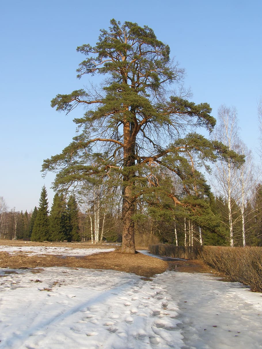 cielo, alberi, primavera, neve, soleggiato, parco, primavera, la neve, albero, natura, foresta, paesaggio, inverno, all'aperto, Paesaggi, scena rurale, stagione, bosco, blu, strada, Pino, pianta, terra, bellezza nella natura, la tranquillità, temperatura fredda, nessuno, scena tranquilla, cielo sereno, crescita, campo, scenics - natura, scena non urbana, giorno, 2K