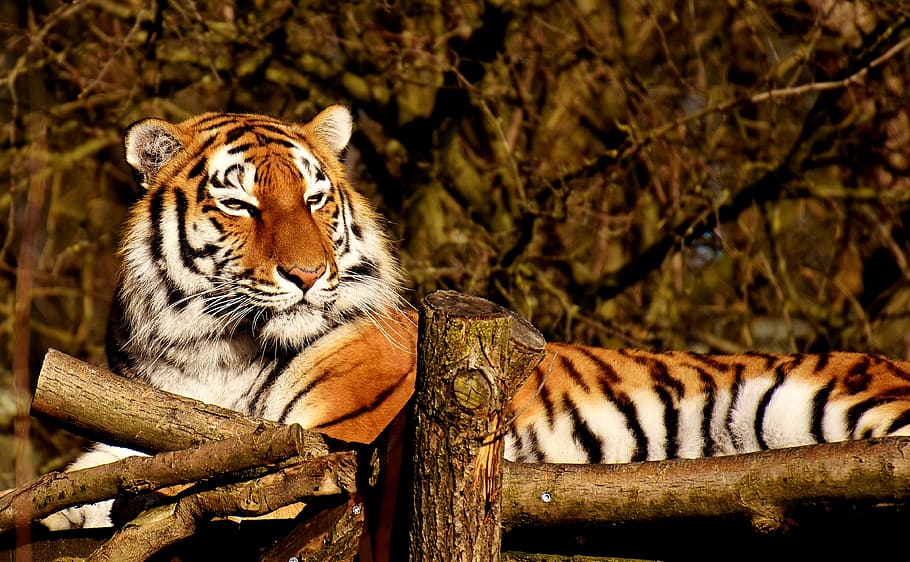 reclinable, tigre, marró, fusta, pont, depredador, pell, bonic, perillós, gat, fotografia de fauna salvatge, món animal, tierpark hellabrunn, munich, temes d'animals, felí, animal, fauna animal, mamífer, animals a la natura, gat gran, un animal, arbre, ratlles, vertebrats, carnivora, cap gent, naturalesa, relaxació, centrar-se en primer pla, material de fusta, a l'aire lliure, bigotis, gat no domesticat, zoo, 4K
