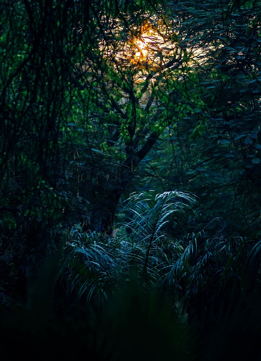 Grün, Pflanzen, Gelb, Sonnenuntergang, abstrakt, Hintergrund, Ast, hell, Nahansicht, Farbe, dunkel, Dämmerung, Umgebung, Abend, Laub, Wald, Urwald, Landschaft, Licht, natürlich, Natur, draußen, Palme, Pflanze, szenisch, Sommer-, Sonne, Sonnenlicht, Textur, Bäume, Baum, Farn, üppiges Laub, Ruhe, keine Leute, ruhige Szene, szenen, Land, Wachstum, grüne Farbe, Schönheit in der Natur, Tag, Szenen - Natur, Nicht-städtische Szene, Regenwald, 4K