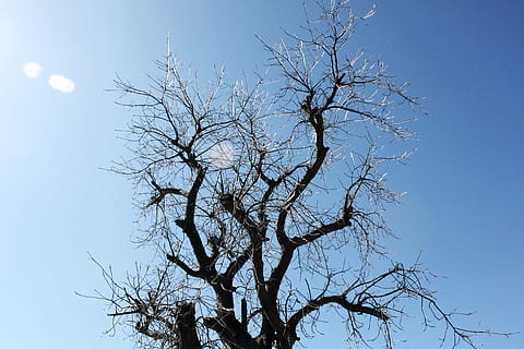 árvore, inverno, pingentes, céu, árvore nua, natureza, visão de baixo ângulo, dia, ramo, céu limpo, plantar, ninguém, azul, ao ar livre, beleza na natureza, tranquilidade, scenics - natureza, ensolarado, luz solar, lua, silhueta, diretamente abaixo, 5K, CC0, domínio público, royalty free