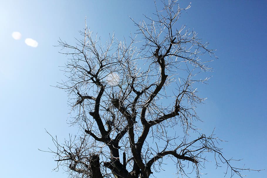 ağaç, kış, icicles, gökyüzü, çıplak ağaca, doğa, düşük açılı görünüş, gün, şube, açık hava, bitki, insansız, mavi, açık havada, doğada güzellik, huzur, manzaralar - doğa, güneşli, Güneş ışığı, ay, siluet, doğrudan aşağıda, 5K