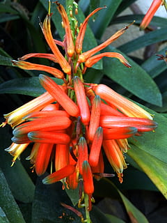 blomst, eksotisk, orange, plante, natur, tropisk, blomster, sommer, blomstre, flor, naturlig, flora, kronblad, have, frisk, botanik, elegant, levende, hawaiian, stilk, wildflower, ornamental, pollen, rolig, frodig, liv, skrøbelighed, vækst, tæt på, skønhed i naturen, blomstrende plante, friskhed, rød, sårbarhed, blomsterstand, ingen mennesker, dag, blomsterhoved, plante del, fokus på forgrunden, blad, orange farve, 4K, CC0, offentligt domæne, royaltyfrie