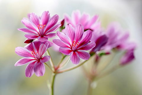 selectivo, fotografía de enfoque, púrpura, flores en racimo, tiempo de día, las flores, Violeta, florete, flor, planta floreciendo, color rosa, planta, frescura, belleza en la naturaleza, fragilidad, vulnerabilidad, de cerca, inflorescencia, pétalo, cabeza de flor, centrarse en primer plano, nadie, naturaleza, enfoque selectivo, crecimiento, al aire libre, blandura, 1080P, CC0, dominio público, libre de derechos