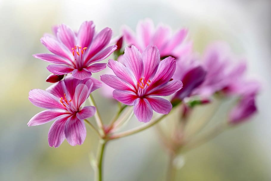 selettivo, fotografia a fuoco, viola, fiori a grappolo, giorno, fiori, fiorellino, fiore, pianta fiorita, colore rosa, pianta, freschezza, bellezza nella natura, fragilità, vulnerabilità, avvicinamento, infiorescenza, petalo, testa di fiore, concentrarsi sulle conoscenze acquisite, nessuno, natura, messa a fuoco selettiva, crescita, fiorire, all'aperto, morbidezza, 1080P