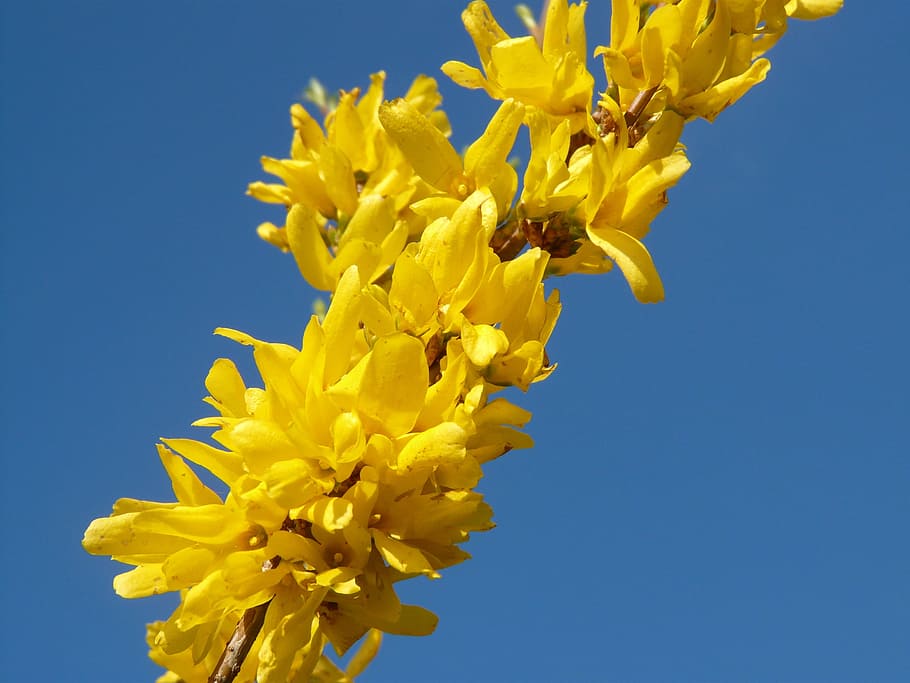 forsythia, primavera, flor, florir, naturalesa, groc, cel blau, branca, ramita amb flors, blau, cel, planta, primer pla, a l'aire lliure, flors, estiu, imatge en color, bellesa a la natura, cel clar, fragilitat, planta amb flors, vulnerabilitat, frescor, pètal, creixement, cap de flor, vista d’angle baix, inflorescència, dia, cap gent, arranjament floral, bouquet, 2K