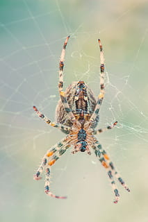 Spinne, Netzwerk, Natur, Spinnennetz, Insekt, schließen, Tier, Spinnenmakro, Spinnentier, Nahansicht, Fleischfresser, gruslig, Makro, Tierwelt, Gartenkreuzspinne, ein Tier, Tierbein, Tierthemen, wirbellos, Tiere in freier Wildbahn, Gliederfüßer, Zerbrechlichkeit, Tag, Fokus auf den Vordergrund, Überleben, Tierkörperteil, Zoologie, draußen, keine Leute, Netz, giftig, 4K, CC0, gemeinfrei, lizenzfrei