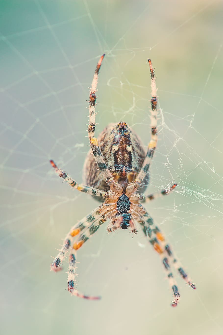 ragno, Rete, natura, ragnatela, insetto, vicino, animale, macro di ragno, aracnide, avvicinamento, carnivoro, spaventoso, macro, ragno di giardino, un animale, gamba animale, temi animali, fauna selvatica, invertebrato, animali allo stato selvatico, artropodo, fragilità, giorno, concentrarsi sulle conoscenze acquisite, sopravvivenza, parte del corpo animale, zoologia, all'aperto, nessuno, web, velenoso, 4K