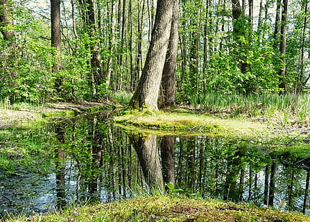 Skov, natur, træ, forår, blad, træ, forår, kvist, vegetation, vand, grøn farve, udendørs, landskab, scenics, flod, rolig scene, sommer, ingen mennesker, plante, skønhed i naturen, vildmarksområde, sø, miljø, frodig løv, farvebillede, afspejling, stående vand, jord, ro, bagagerum, træstamme, vækst, scenics - natur, ikke-urbane scene, sump, 1080P, CC0, offentligt domæne, royaltyfrie