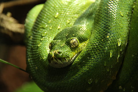 žalias medžio pythonas, pythonas, gyvatė, pythonas, gyvatė, žalias, gyvūnas, morelia viridis, vanduo, lašelinė, vienas gyvūnas, ropliai, gyvūnų temos, žalia spalva, gyvūnams, gyvūnų gyvūnija, stuburiniai, Iš arti, gyvūnų kūno dalis, nėra žmonių, gyvūnų galva, dieną, pobūdį, gyvūnų skalė, Sugarbanota, medis, lauke, filialas, atogrąžų miškai, gyvūnų akis, nuodingas, 2K, CC0, Viešasis domenas, nemokamai