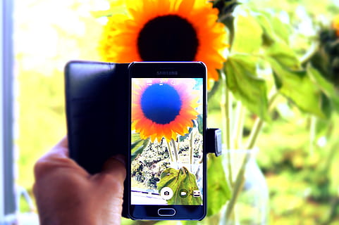 mà, captura, càmera, telèfon, gira-sol, naturalesa, fotografia, fulles, planta, estiu, assolellat, tecnologia, dispositiu d’informació portàtil, telèfon intel·ligent, comunicació, tecnologia sense fils, mà humana, temes de fotografia, telèfon mòbil, celebració, fotografiar, part del cos humà, connexió, pantalla, centrar-se en primer pla, una persona, primer pla, utilitzant el telèfon, perspectiva personal, persones reals, a l'aire lliure, dit, 5K, CC0, domini públic, lliure de regalies