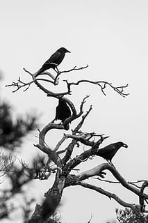 corona, spoglio, albero, corvo, uccelli, inverno, nero, uccello corvo, Kahl, Corvidae, ramo, torre, conto, gracchiare, bianco e nero, freddo, precursore, cielo, pianta, temi animali, Inquadratura dal basso, animali allo stato selvatico, animale, fauna selvatica, natura, cielo sereno, appollaiati, albero nudo, uccello, nessuno, vertebrato, gruppo di animali, giorno, due animali, all'aperto, 2K, CC0, dominio pubblico, privo di copyright