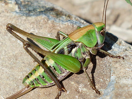 macro photography, green, brown, grasshopper, close, macro, animal, insect, wart biter, decticus verrucivorus, female, young animal, young, long probe shrink, ensifera, katydid, tettigonioidea, legeroehre, ovipositor, hexapoda, insects, insecta, flight insect, pterygota, neuflügler, neoptera, orthoptera, animal themes, animal wildlife, animals in the wild, invertebrate, one animal, close-up, nature, green color, day, no people, focus on foreground, outdoors, animal body part, rock - object, solid, rock, animal antenna, animal eye, 4K, CC0, public domain, royalty free