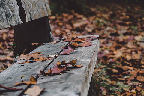 maple leaf lot, gray, surface, bench, fall, autumn, leaf, leaves, october, rest, relax, park bench, november, wood, wooden, nature, wood - Material, outdoors, forest, tree, season, plant part, change, dry, falling, day, close-up, no people, selective focus, focus on foreground, land, plant, field, maple leaf, natural condition, bark, autumn collection, 4K, CC0, public domain, royalty free