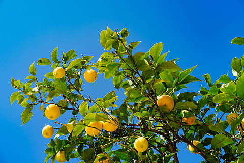 taronja, fruites, blau, cel, baix, fotografia d'angle, rodó, groc, llimona, arbre, fruita, naturalesa, verd, sortir, full, fullatge, creixent, brillant, llum solar, llimona de troy, Shelbyville, granja, fons, fons de pantalla hd, hd, alimentació saludable, arbre fruiter, menjar i beguda, menjar, planta, cítrics, branca, part de la planta, cel clar, cap gent, creixement, llimoner, a l'aire lliure, orgànic, madur, 5K, CC0, domini públic, lliure de regalies