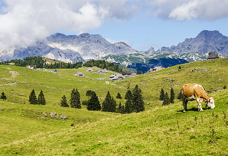 bruin, wit, koe, gras, veld-, in de buurt, groen, blad, boom, uitzicht, besneeuwd, berg-, landschap, velden, dier, bergen, heuvels, natuur, wolken, vee, dierlijke thema's, begrazing, weide, Vakantiebestemmingen, huisdieren, huiselijk, zoogdier, fabriek, schoonheid in de natuur, wolk - lucht, land-, hemel, groene kleur, milieu, scenics - natuur, bergketen, geen mensen, buitenshuis, plantenetend, 1080P, CC0, publiek domein, royaltyvrij