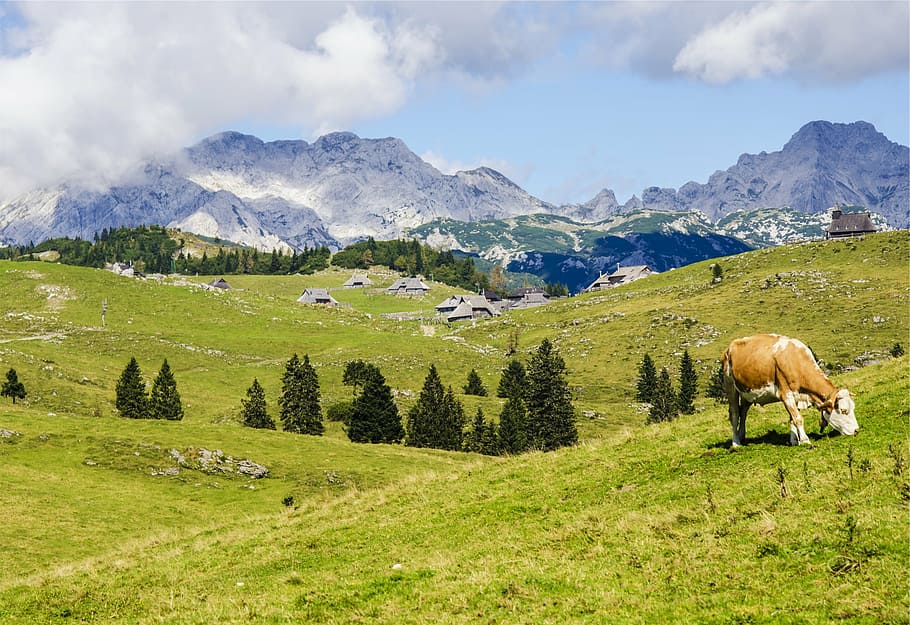 marró, blanc, vaca, herba, camp, a prop, verd, full, arbre, amb vistes, nevat, muntanya, paisatge, camps, animal, muntanyes, turons, naturalesa, núvols, bestiar, temes d'animals, pasturatge, pastures, escenics, animals domèstics, nacional, mamífer, planta, mascotes, bellesa a la natura, núvol - cel, terra, cel, color verd, medi ambient, escenics - natura, Serra, cap gent, a l'aire lliure, herbívors, 1080P