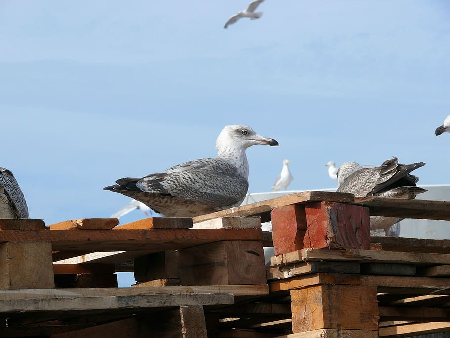 gavina, scheveningen, ocell, animals a la natura, temes d'animals, fauna animal, un animal, animal, vertebrats, grup d’animals, posat, cel, dia, cap gent, naturalesa, vista d’angle baix, dos animals, material de fusta, arquitectura, llum solar, a l'aire lliure, bec, 2K