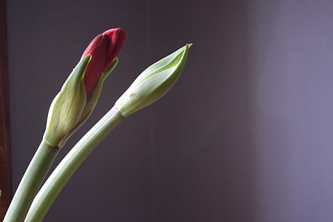 Natur, Blume, Flora, Blatt, Garten, Knospung, Pflanze, Dekoration, rot, Studioaufnahme, Frische, blühende Pflanze, Nahansicht, Schönheit in der Natur, Zerbrechlichkeit, Verletzlichkeit, drinnen, keine Leute, kopieren sie platz, grüne Farbe, Wachstum, Blütenblatt, farbiger Hintergrund, Pflanzenstamm, Blütenstand, Botanik, Blütenkopf, Weichheit, schwarzer Hintergrund, Reinheit, 4K, CC0, gemeinfrei, lizenzfrei