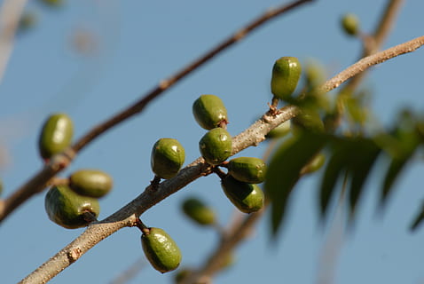 Obst, Pflaume, Baum, Wachstum, Pflanze, Natur, keine Leute, selektiver Fokus, Nahansicht, Tag, Schönheit in der Natur, Olive, Fokus auf den Vordergrund, Ast, gesundes Essen, Essen und Trinken, Lebensmittel, Zweig, Himmel, Flachwinkelansicht, Blau, draußen, 4K, CC0, gemeinfrei, lizenzfrei