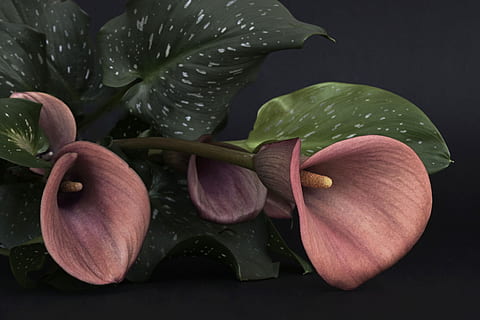 สีชมพู, ดอกไม้ Calla Lily, ตอนกลางวัน, ลิลลี่คาลล่า, ดอกไม้ลิลลี่, Calla, ดอกไม้, สีแดง, การไว้ทุกข์, ดอกไม้แห่งการไว้ทุกข์, ความอมตะ, ธรรมชาติ, ปลูก, กลีบดอกไม้, ใบไม้, ใกล้ชิด, ดอกไม้ดอกเดียว, หัวดอกไม้, ความงามในธรรมชาติ, สตูดิโอยิง, ไม่มีคน, รับประทานอาหารเพื่อสุขภาพ, อาหาร, ส่วนของพืช, ความสด, ไม้ดอก, ความอ่อนแอ, ความบอบบาง, การเจริญเติบโต, ช่อดอก, สีเขียว, หล่น, มุมมองมุมสูง, พื้นหลังสีดำ, ความนุ่มนวล, น้ำค้าง, สีม่วง, 4K, CC0, โดเมนสาธารณะ, ค่าลิขสิทธิ์ฟรี